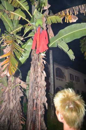 信徒们合力把红布、红线和给芭蕉精的红衣绑在芭蕉树上。