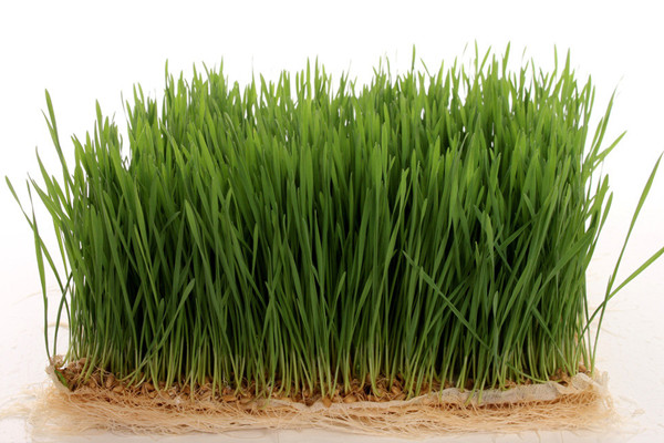 小麦草含有丰富的叶绿素、氨基酸、维生素、矿物质和酵素，对于肠胃消化吸收能力、排毒，极其有效。