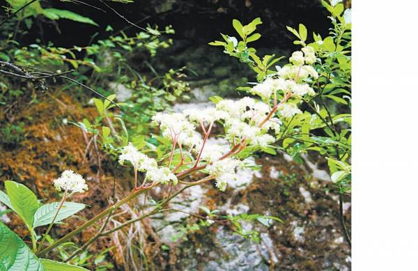 岩陀叶──功效:驱风湿、治白血病、抗癌、止痛及跌打扭伤。