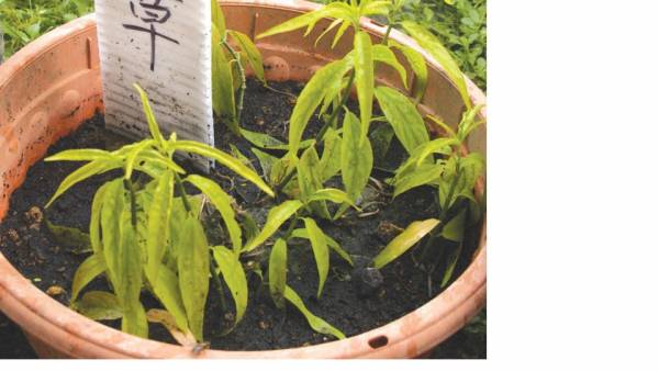 忧遁草──功效:主要是用来清热利湿、利尿消肿、性味甘淡、可治子宫瘤。