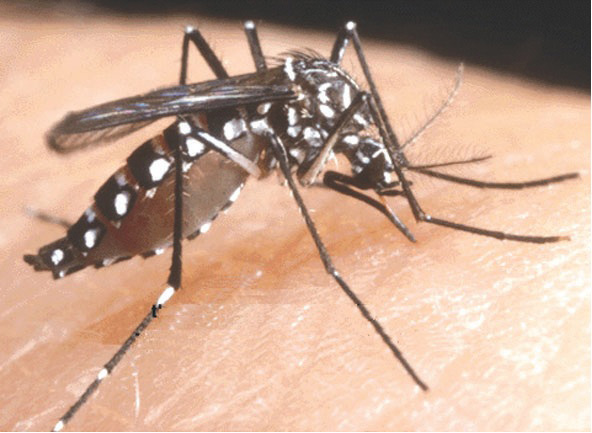 骨痛热症是一种过性病毒，当蚊子吸到这些感染滤患者的血时，便感染这种病毒，然后再到处叮人，便把病菌传播给其他人。
