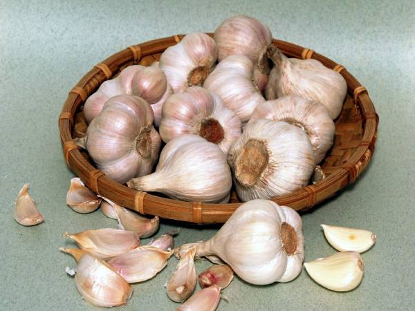 大蒜不但能防癌,还能抑菌、提高人体免疫力、预防心脑血管疾病等,是一种很好的保健品。