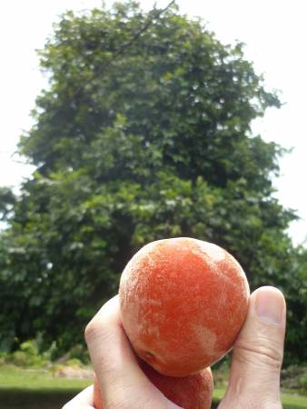 在马来西亚有一种水果叫Buah Mentega，其外型似桃。