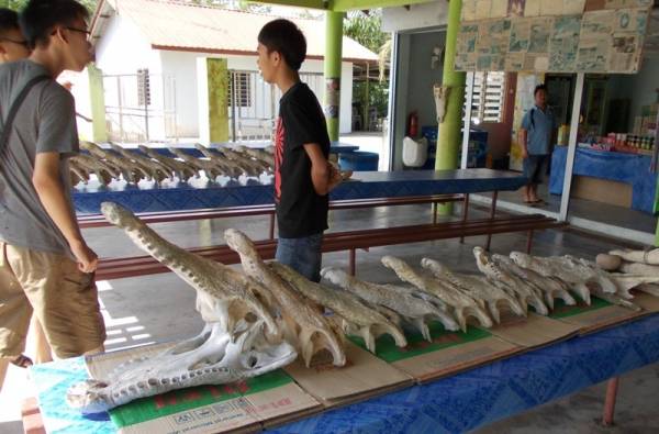 除了让游客参观鳄鱼，园内亦有不少鳄鱼纪念品任由游客购买。