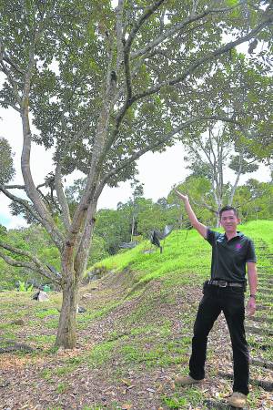  Raub Durian Orchard园主杨仕权说，虽然猫山王榴梿价格不便宜，但每年仍吸引不少来自新加坡、中国、美国、澳洲、香港等国家的游客前来劳勿品尝榴梿。 