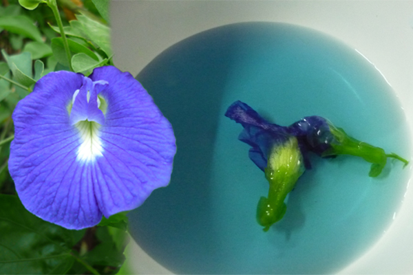 把蓝蝶花放入水中，它竟然会脱色！ 