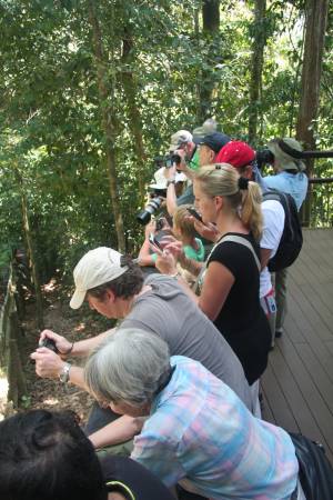 这群来自英国的游客被眼前的马来熊所吸引，近距离观看及拍摄马来熊。