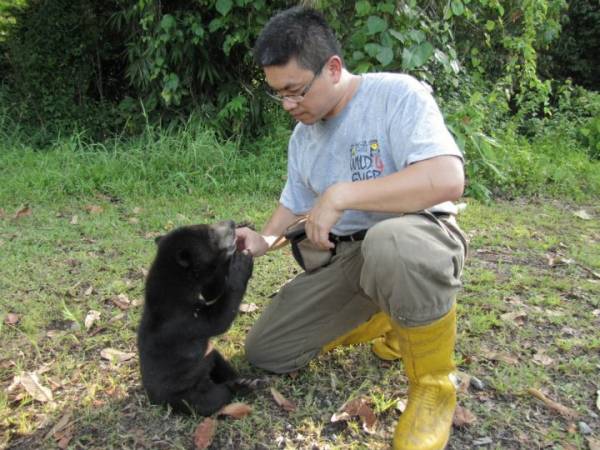 获救的马来熊被送到保育中心后，会在这里重新学习生活和谋生技巧，直至重获健康后被野放，回到属于它们的森林。