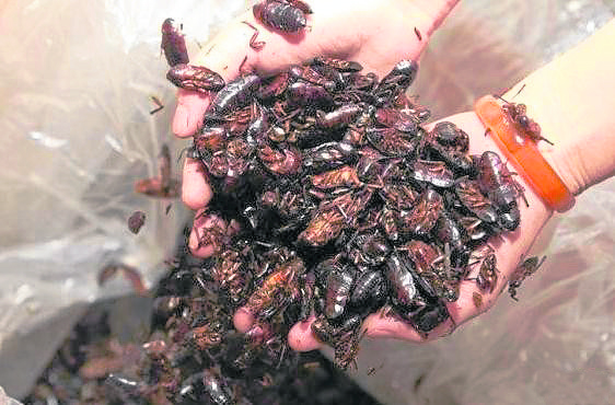 袁美霞声称晒干的蟑螂可以生吃、入药、甚至还可以抗癌。 