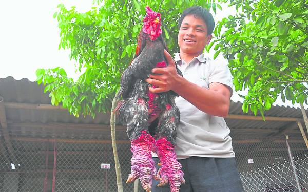 Tuan饲养的东涛鸡，从玩乐到商业，如今是供不应求。 