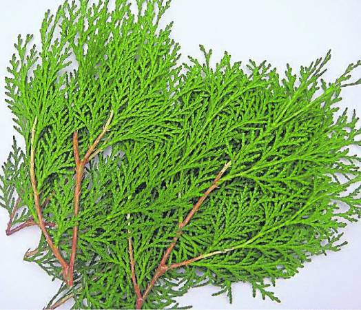 扁柏树叶煲水治皮肤脱皮