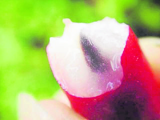神秘果原产于非洲西部,小小的一颗却有神奇的作用,能把酸味改变成甜味。