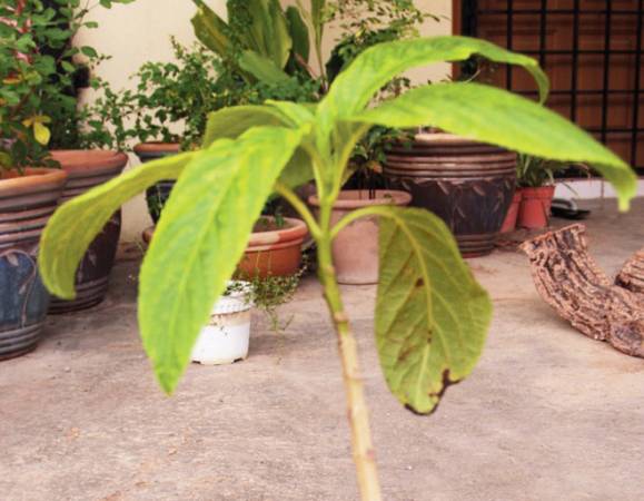 白花鬼点火:功效──根部煲水喝，有助菲毒、清热、治风湿 