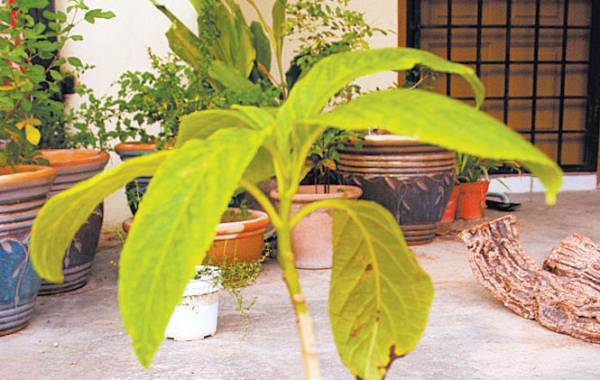 白花鬼点火——功效:有效祛风、祛寒、排毒
