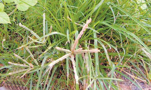 牛筋草——功效:清热解毒、祛风利湿、散瘀止血。