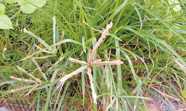 牛筋草——功效：清热解毒、祛风利湿、散瘀止血。