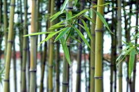 用竹竿、竹叶扫蜘蛛网，也叫竹报平安，可以真正的送旧迎新。