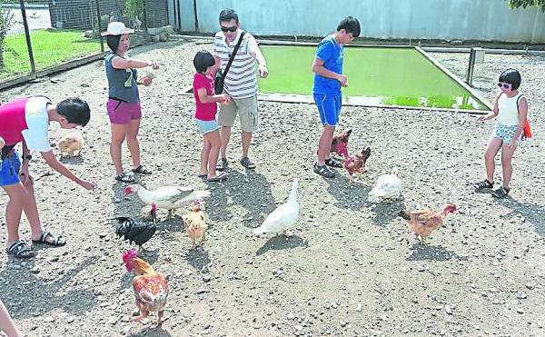 一家大小在农舍里，近距离接触鸡鸭和其他牲畜，趣味无穷。
