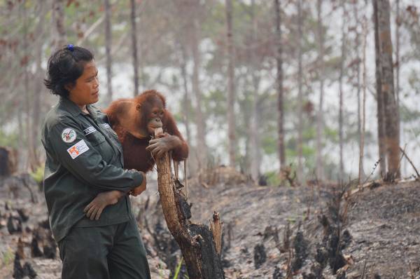 宝贝别哭：“孩子，我们离开吧！”栖息地没了，妈妈也不见了，救援人员把小猩猩抱离森林。