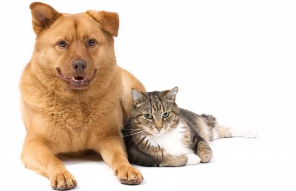 在车房饲养宠物是一定要考虑到方位，如车房在东南方不宜饲养狗，西南方则不宜饲养猫，否则会影响主人的健康。