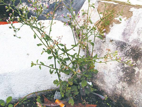 过山虎——功效:排热毒,祛热祛寒,排骨风.