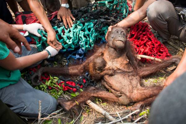 我们救你：印尼林火，红毛猩猩母子获救时骨瘦如柴、伤痕累累，估计捱饿达一个月，但猩猩妈妈仍努力喂哺幼婴。很多人看到这张照片时，伤心流泪。