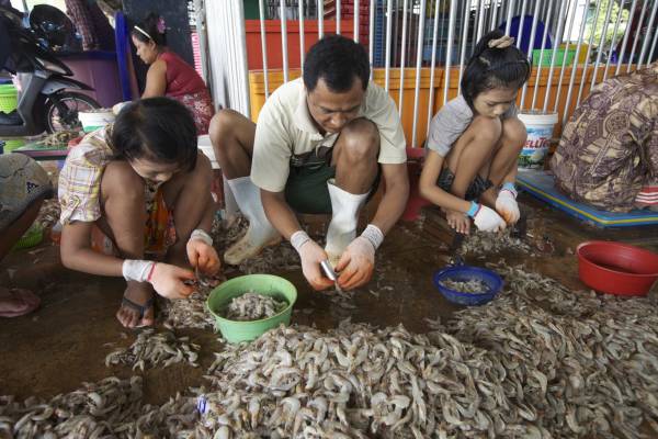 在泰国的某些养虾场原来是血汗工厂，雇佣上万名童工，让他们在恶劣环境下剥虾壳。