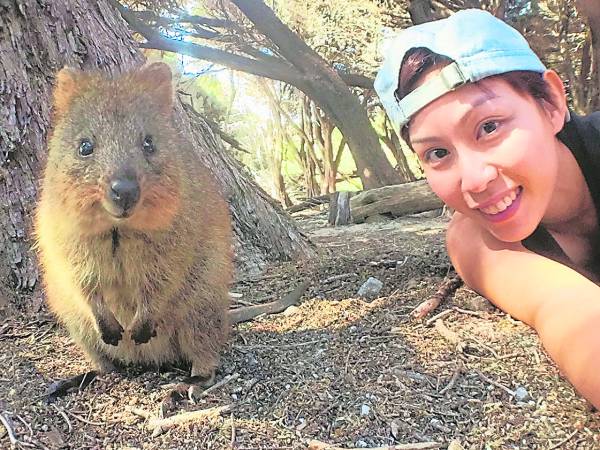 世界上最快乐的小动物Quokka，晓萍为了牠买了人生中最贵的船票。