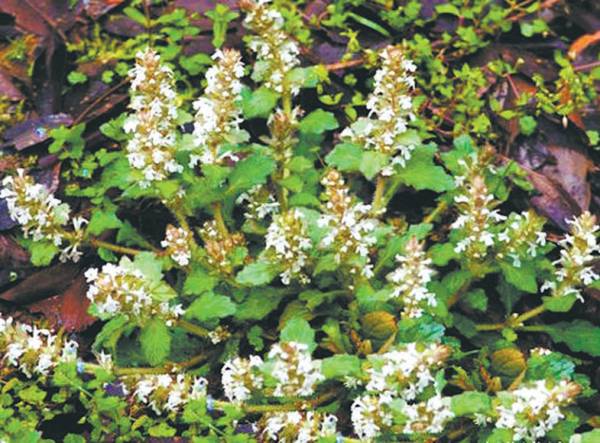 夏枯草——功效:清肝、散结。