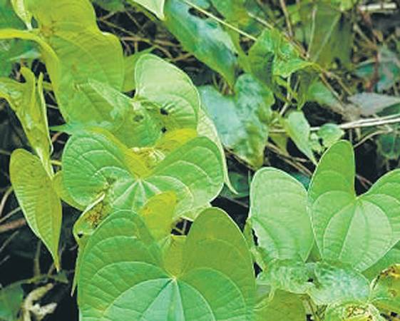 黄药子——功效:化痰散结,清热解毒。