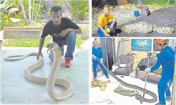 吉打吉南区民防部队的阿兹南，喜欢养蛇当宠物，还同时在家中养十多多条蟒蛇、眼镜蛇等毒蛇……