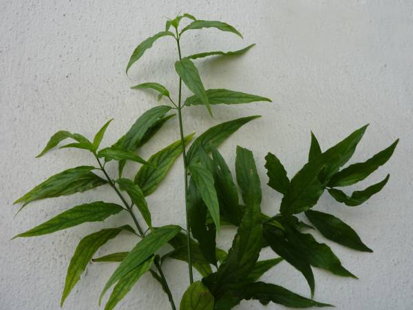 忧遁草 青苹果治癌 新生活报 Ilifepost爱生活