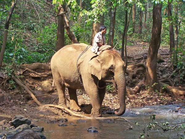 神象来了：老母象每个月穿过丛林，来到村落为乡民治病。（设计图片，非本文大象）