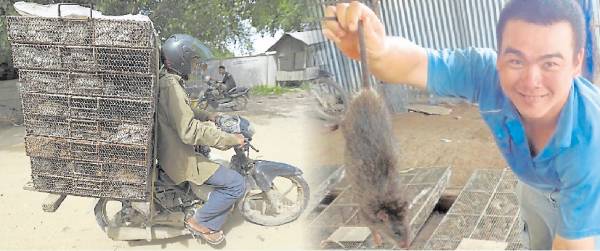见怪不怪：越南人爱吃田鼠，而柬埔寨的农民捉到田鼠后，就用摩哆运送到越南卖，沿途田鼠吱吱叫，途人已见怪不怪。