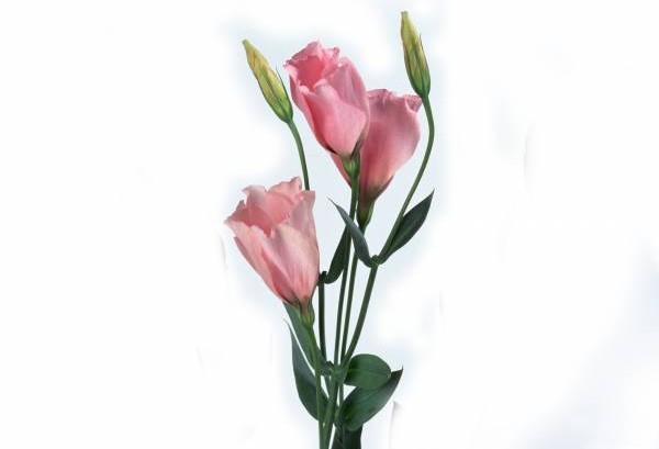 在房间摆无刺的粉色鲜花，有助巩固夫妻情。