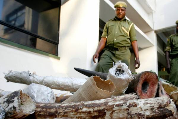 破获走私：2009年，肯尼亚保护野生动物的护林员看守着内罗毕机场截获的一批象牙和犀牛角。肯尼亚官员认为维塞的贸易公司和走私象牙有关。