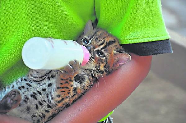 旅人还可体验喂小动物喝奶呢！