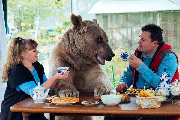 现代人越来越爱养稀奇古怪的动物，蛇、守宫、刺猬已经很逊掉了，在俄罗斯有一对夫妇把300磅的大巨熊当宠物养，还养了23年呢！