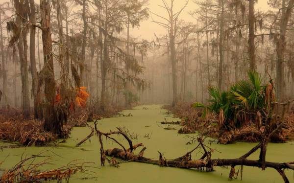 美国路易斯安那州的曼查克沼泽，被列为是世界上最恐怖的沼泽。