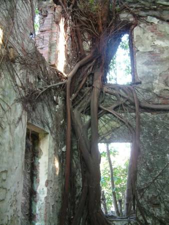 盘根错节的老榕树到处攀沿，牢牢包围着大楼，使它显得更荒凉和恐怖。