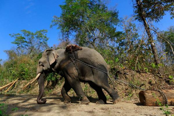 得力帮手：大象是拖动大木的好帮手，机器所无法到达的丛林，它们都能应付。