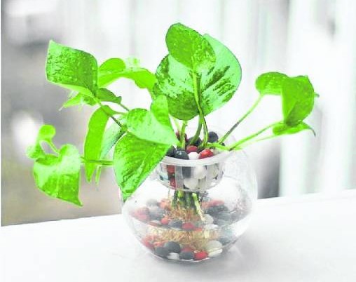 摆一些小盆栽在房内，可以招活气，让你朝气勃勃。