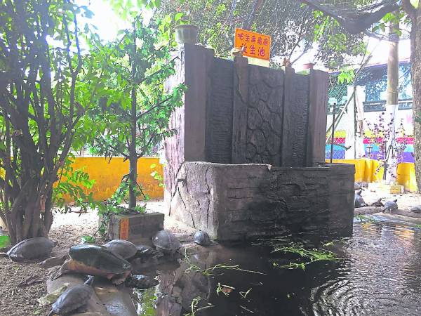 寿龟庙建有放生池，池中有不少各地善信带来放生祈福的乌龟，同时也能为寿龟庙增添福气。
