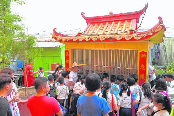 神庙的灵蛇及灵龟已经成了该庙的“明星”，连小学都组团带学生前来参观。