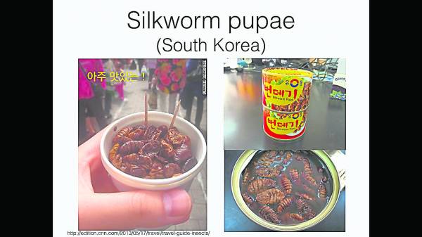 韩国出产罐装的速食昆虫小食，打开即可食用。