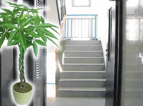 在门口放置大叶植物，如发财树，可化解楼梯造成的开口煞兼引财入屋。