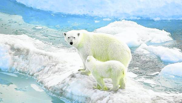 曾经有个小孩为了追北极熊而进入了巴罗莫角，从此就没有再出现过。