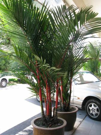 要化解“ 一剑穿心煞”,可在屋前栽种红槟榔树、铁树等植物,阻挡晦气入侵。
