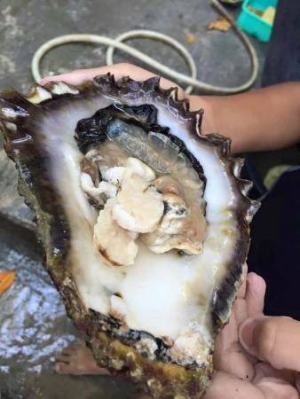 除了潜水,旅客还可自己捕获海产,你有看过这么肥美的生蚝吗?