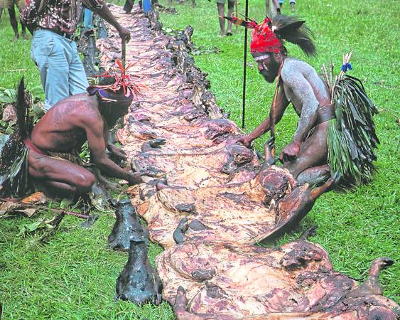 在部落的等级排列中，野猪肉排第二，是属于重要的粮食。